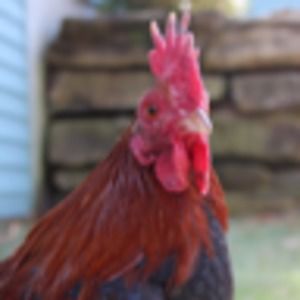 Meet your Posher, Charlotte